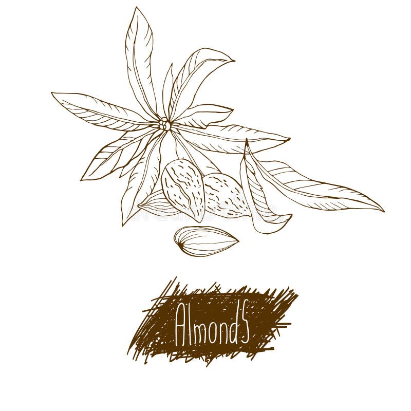 Noix. Amandes. Ensemble d'illustrations dessinées à la main. illustration stock