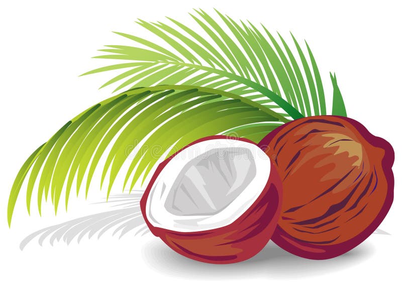 Noix de coco illustration libre de droits Noix de coco illustration libre de droits