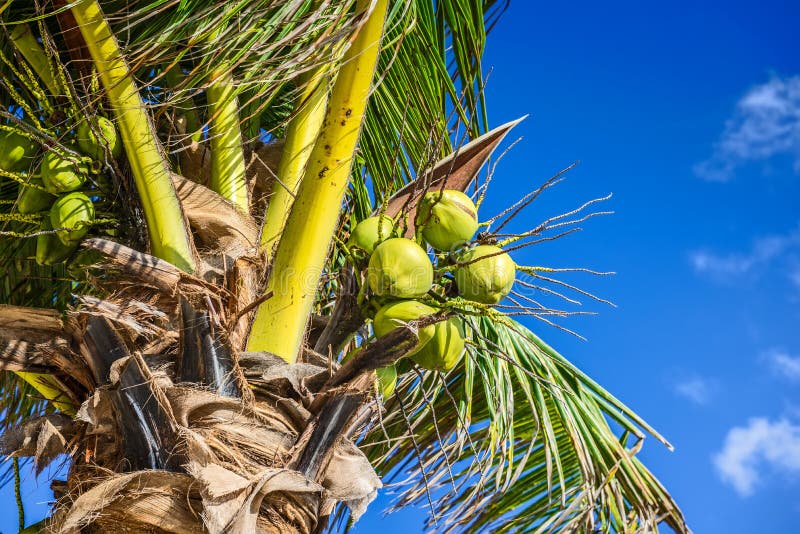Noix de coco fraîche sur l'arbre de noix de coco Noix de coco verte sur le palmier photographie stock libre de droits Noix de coco fraîche sur l'arbre de noix de coco Noix de coco verte sur le palmier photographie stock libre de droits