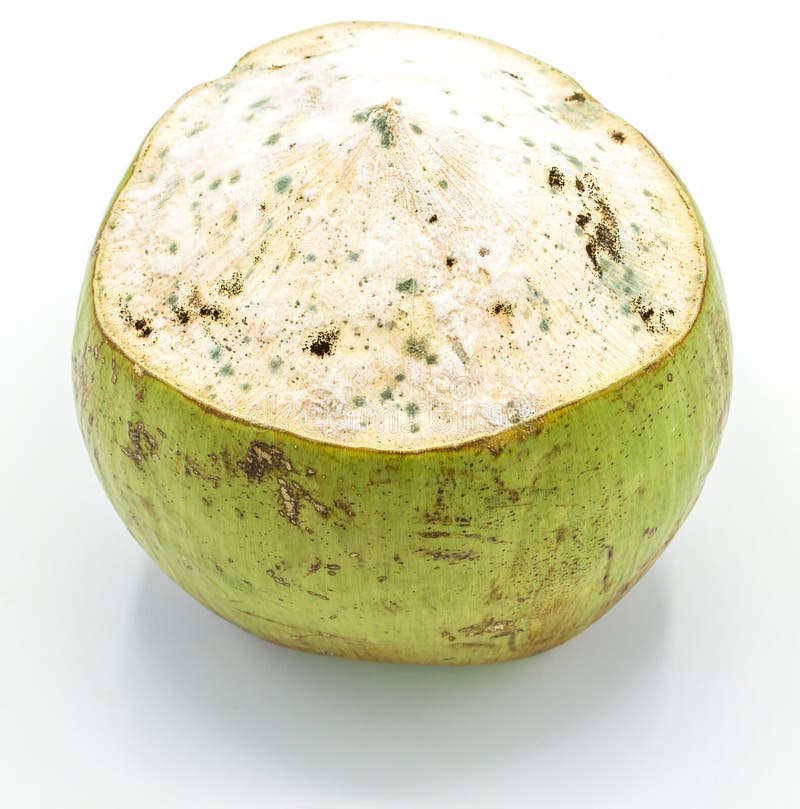 Noix de coco moisie d'isolement sur le fond blanc, plan rapproché images stock Noix de coco moisie d'isolement sur le fond blanc, plan rapproché images stock