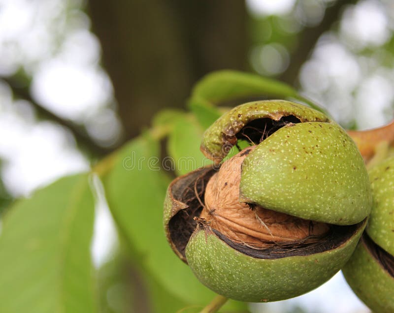 A closeup shot of a ripe walnut on tree. A closeup shot of a ripe walnut on tree