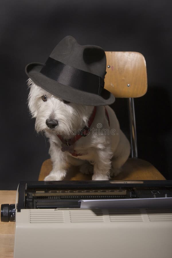 White West Highland Terrier with a man's hat on sitting at a typewriter on a wooden crate. White West Highland Terrier with a man's hat on sitting at a typewriter on a wooden crate.