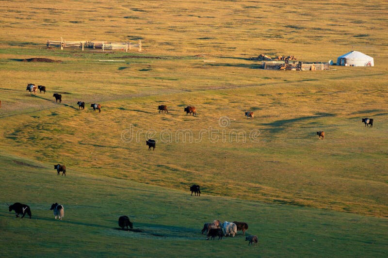The nomad house in Mongolia and livestock