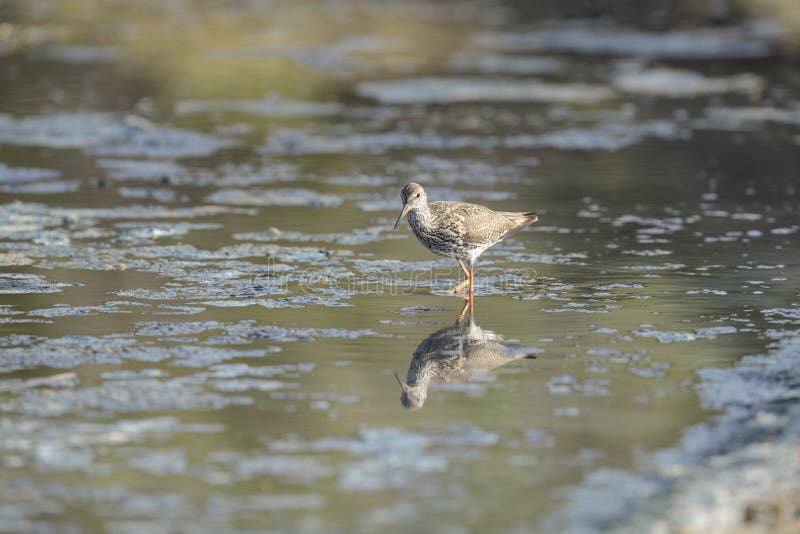 Nomadic Common redshank Tringa totanus royalty free stock photography Nomadic Common redshank Tringa totanus royalty free stock photography