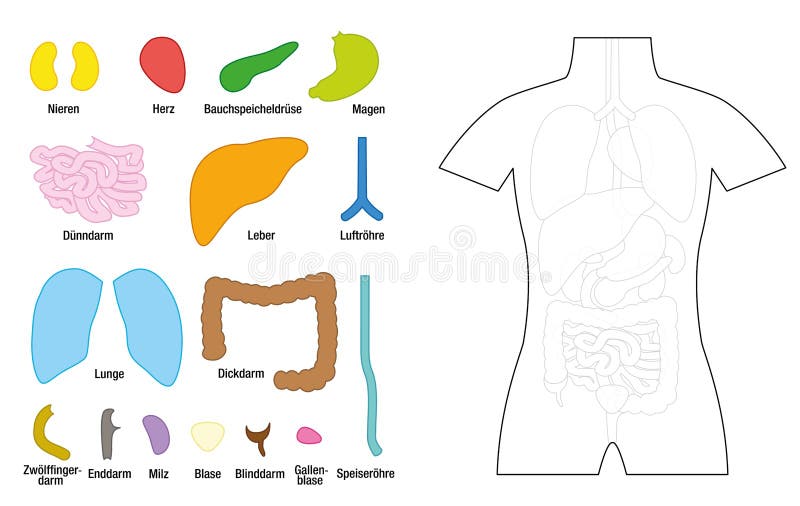 Educación De La Plantilla Del Rompecabezas De Los órganos Internos Ilustración del Vector - Ilustración de coloreado, educativo: