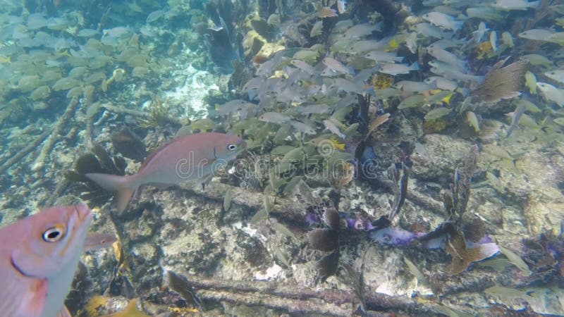 Nombreux poissons de récif nageant autour d'une structure sous-marine queue jaune banque de vidéos