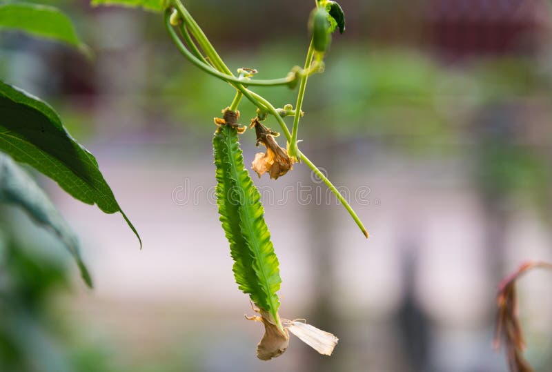 Nome científico do feijão voado: Tetragonolobus do Psophocarpus que pendura na videira no jardim imagens de stock Nome científico do feijão voado: Tetragonolobus do Psophocarpus que pendura na videira no jardim imagens de stock