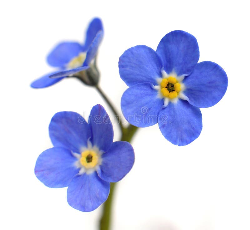 Nomeolvides Victoria Blue Flower Isolated en blanco foto de archivo libre de regalías