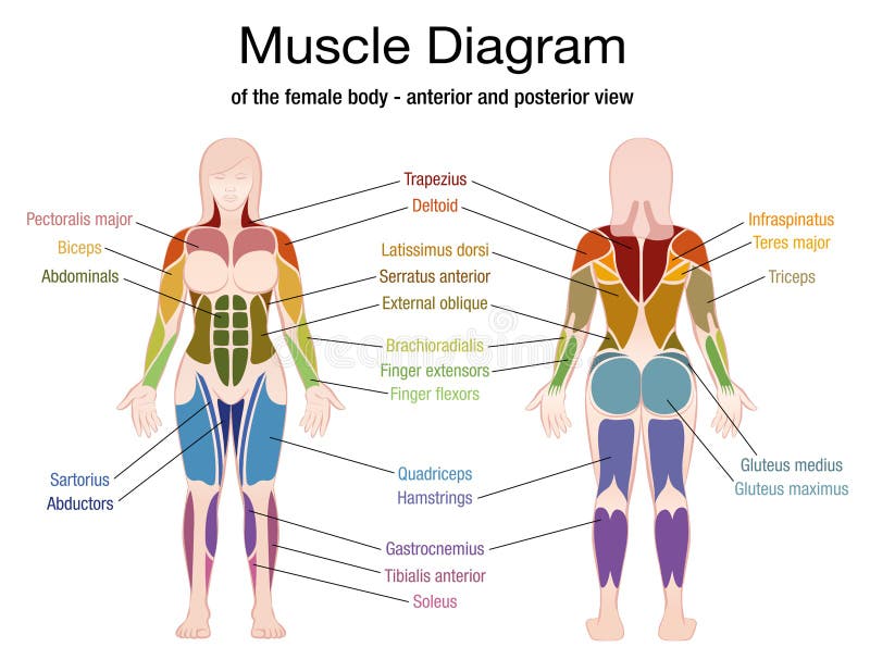 Noms de corps féminin de diagramme de muscle