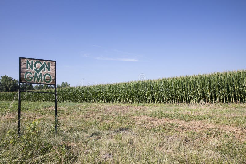 NonGMO Sign in Front of Corn Field Stock Image Image of