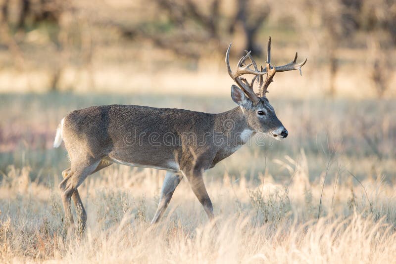 Non-typical whitetail buck stock photography
