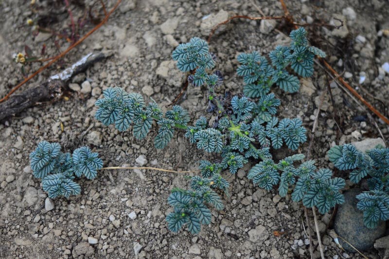 Non vascular land plant unique found in Yogyakarta, Indonesia.