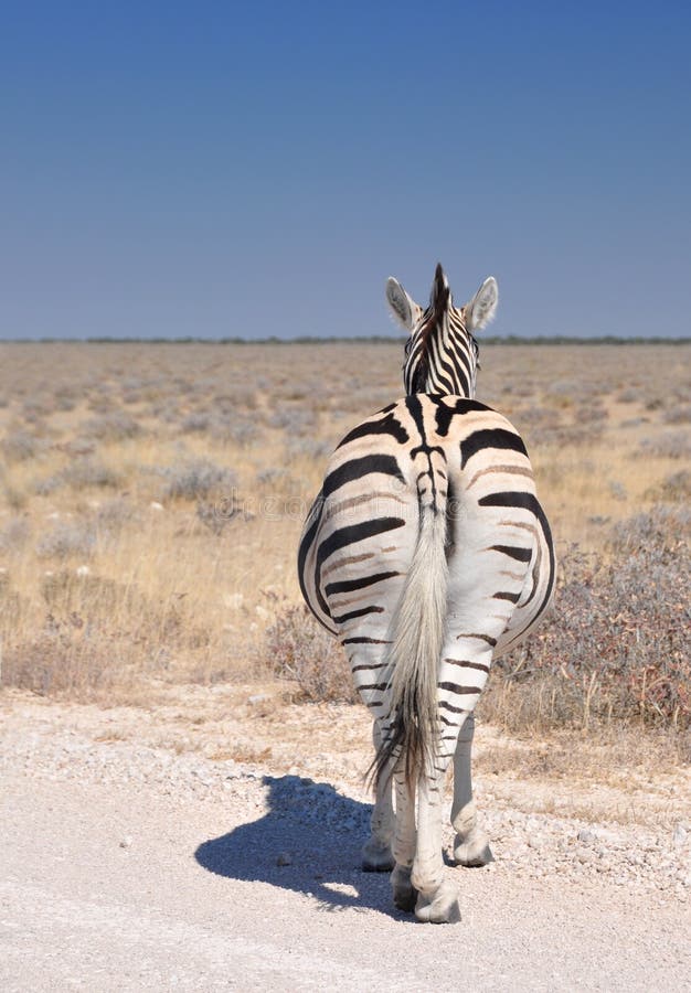 The nonchalant zebra