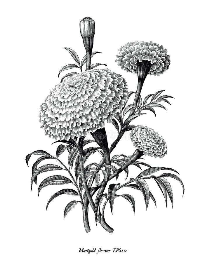 手绘万寿菊，复古风格，黑白剪贴画，在白色背景上隔离 皇族释放例证