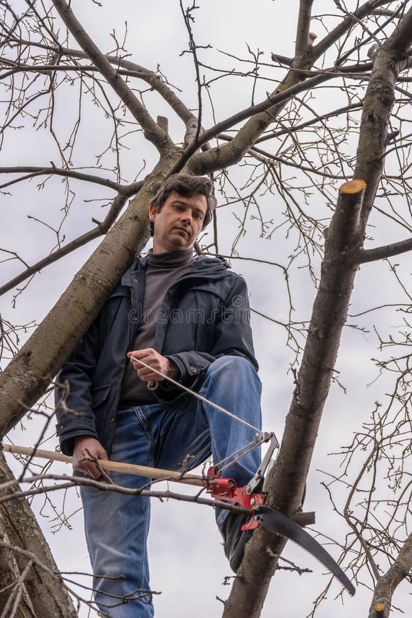 人攀上一棵夏枯树顶 果树的叶面修剪 园林春秋工作 库存照片
