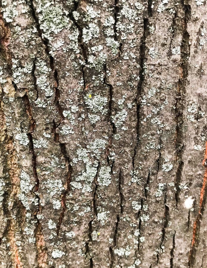 树的树皮，有趣的天然装饰 库存照片