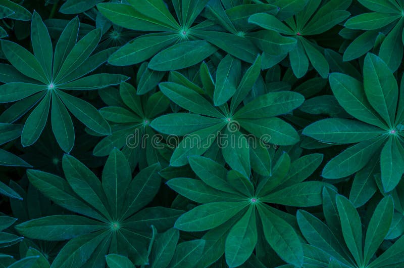 绿色的天然鲁冰花叶子，带有纹理，创意模板，抽象背景 免版税库存图片