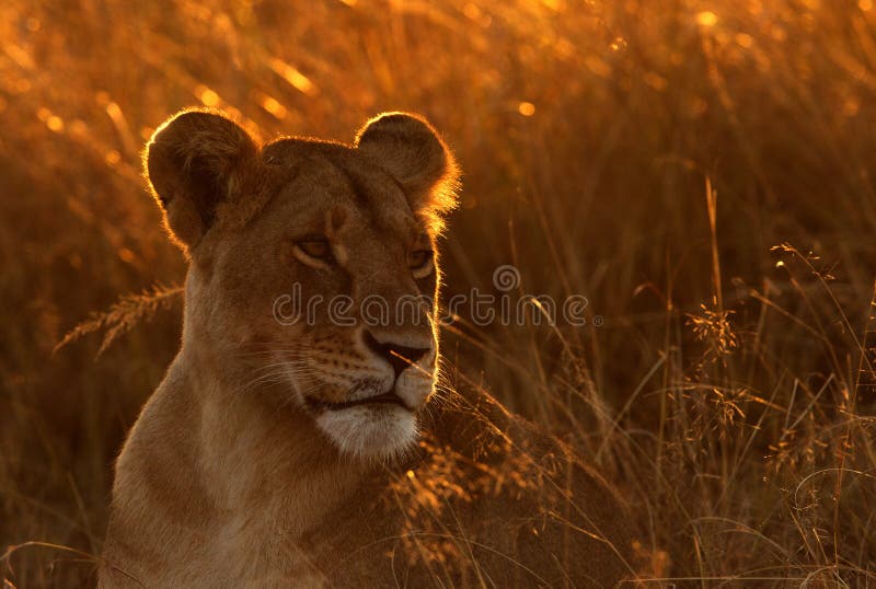 玛赛玛拉金色灯光中的狮子肖像 库存图片