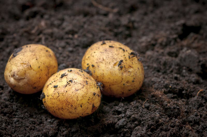 土豆种植 图库摄影