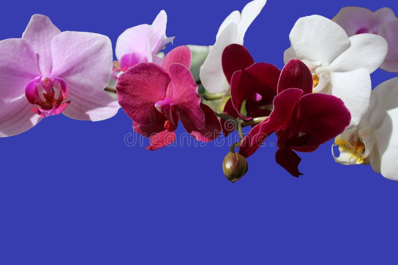 与芽的漂亮的白色粉色深红兰花花在蓝色背景 免版税图库摄影