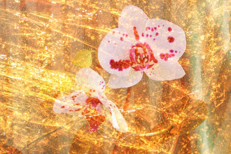 在金琥珀内的美丽温柔的多斑点两朵洁白的兰花花 免版税库存照片