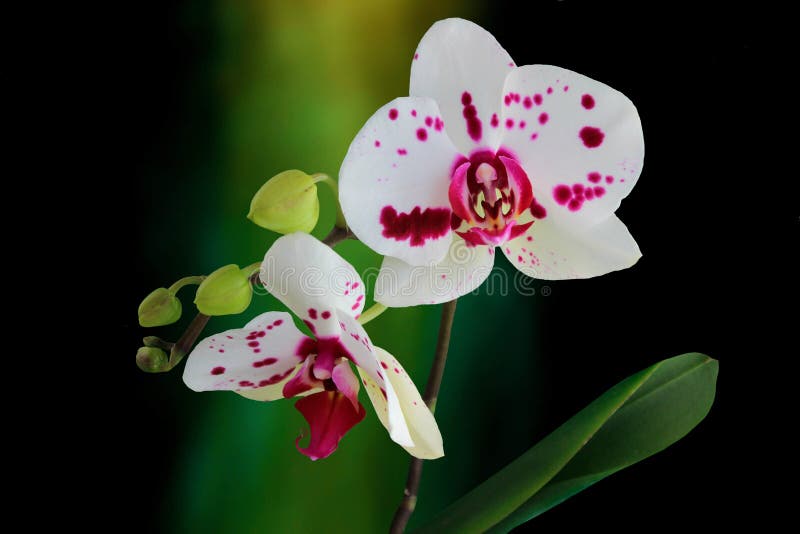 美丽的、娇嫩的带斑点白色兰花，带有绿色花蕾，背景为深色 免版税库存照片