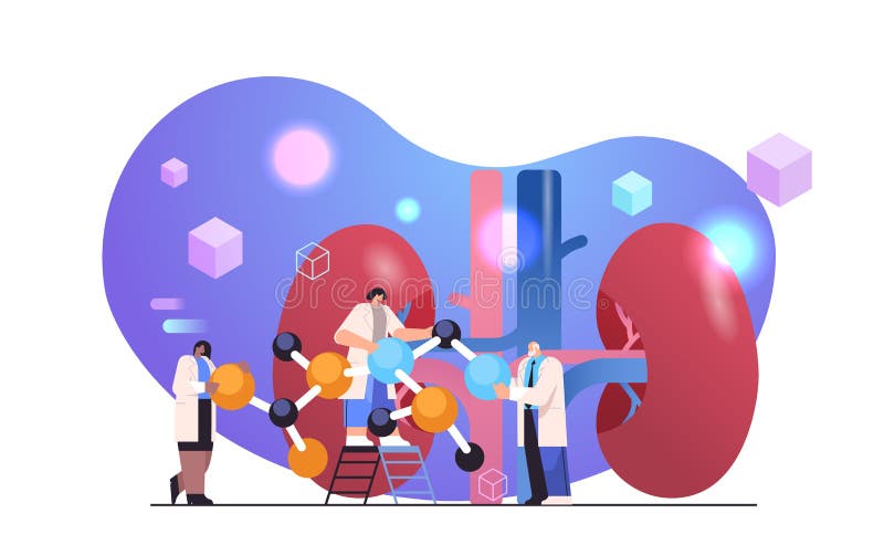 科学研究解剖肾人体内脏器医学保健概念 库存例证
