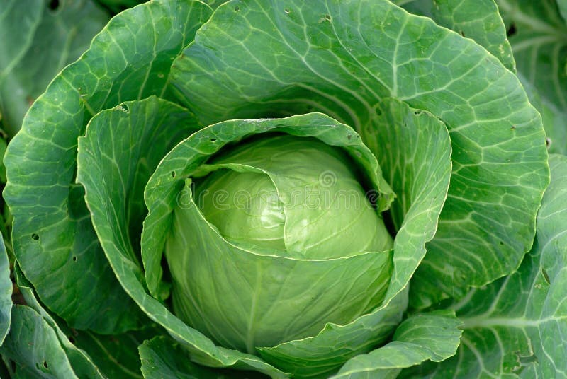 卷心菜 库存照片