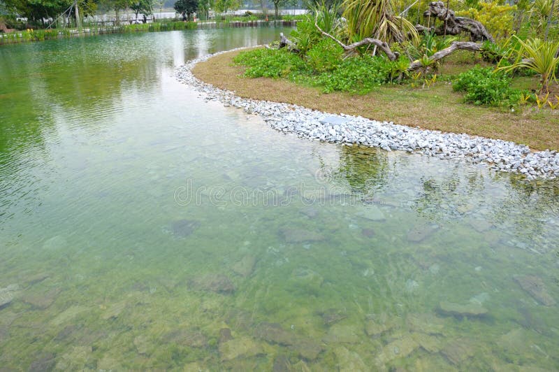 在自然花园公园里宁静而浅的池塘 免版税库存照片