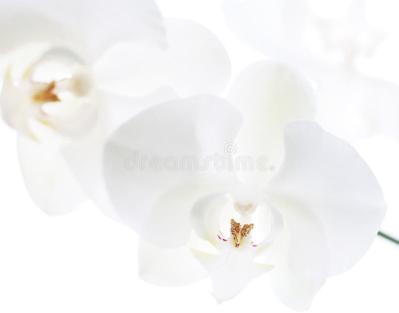 White orchid with swallow depth of field. White orchid with swallow depth of field