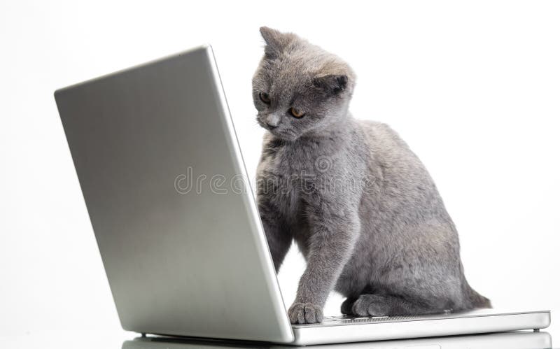 Котёнок и ноутбук стоковое изображение rf