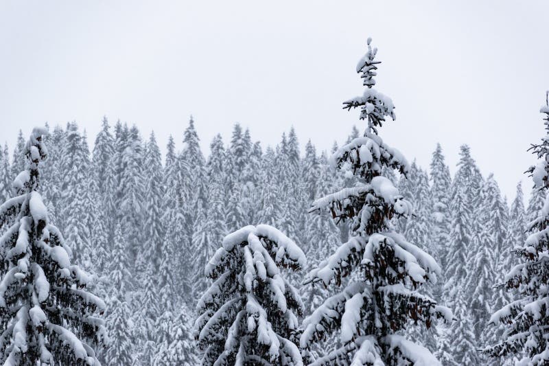 美丽的冬季背景,覆盖着积雪的松树和冰冷的森林。宁静的雪景,带有用于文字的空间。寒冷的气候、天气预报概念、冬季假期、圣诞节背景。 库存图片