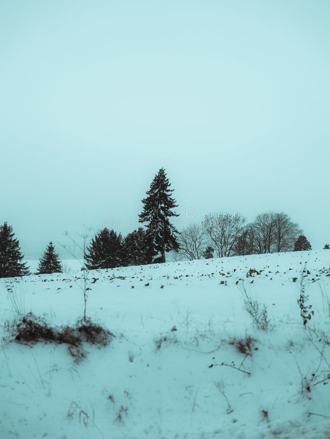 极简主义的冬季景观，在柔和的绿松石色天空下，雪覆盖的山丘上有一棵孤零零的常绿树，平静而宁静 免版税库存图片