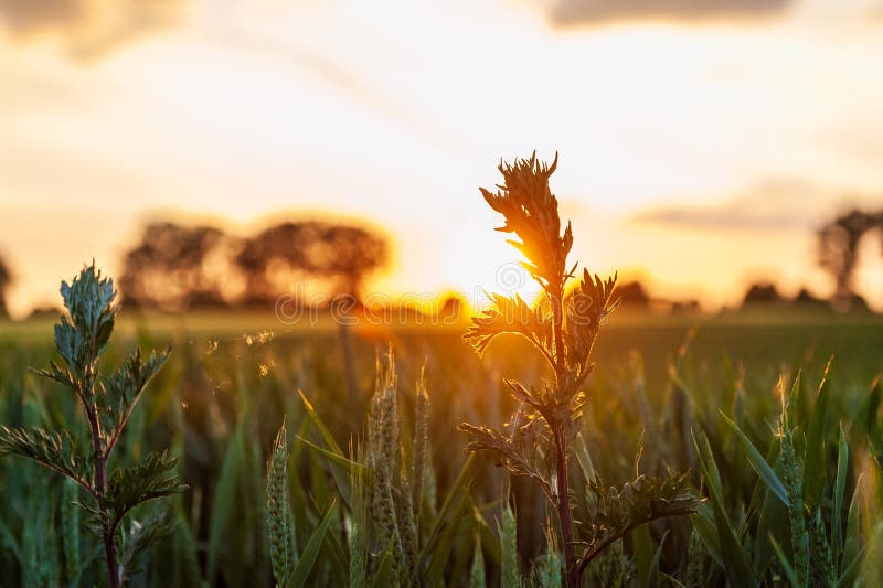 Природа в Восточной Фландрии стоковая фотография