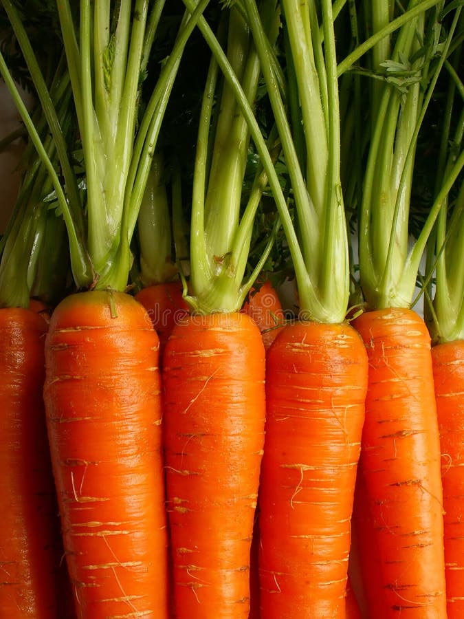 胡萝卜 库存图片