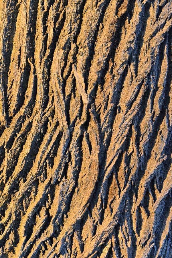 橡树树皮抽象背景，温暖的纹理、色彩和傍晚的阴影 图库摄影