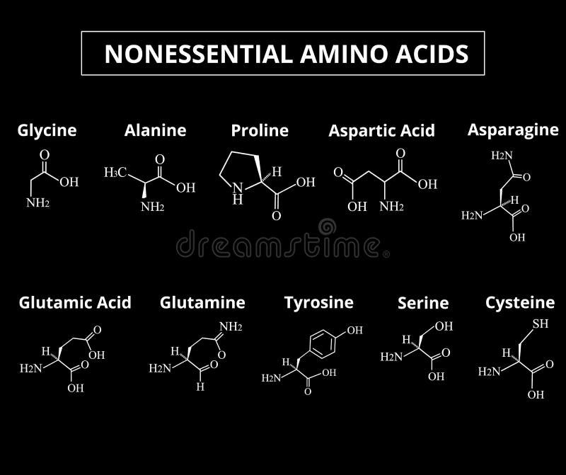 Nonessential Amino Acids A Set Of Amino Acids Chemical Molecular Formulas Of Amino Acids Stock