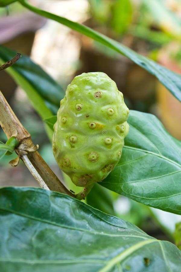 Noni fruit on the tree stock image. Image of noni, ingredient 34945339