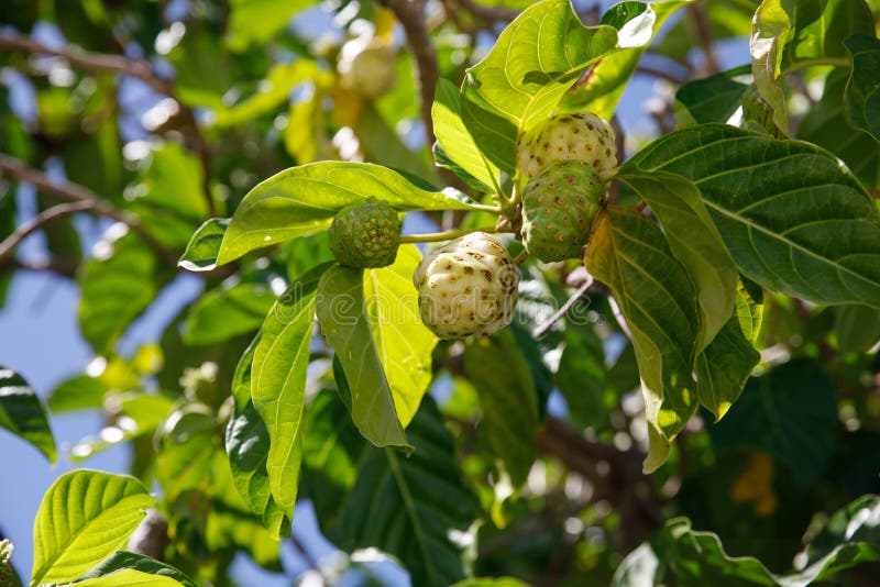 Noni Tree, Morinda Citrifolia. a Medicinal Fruit with Unique Properties