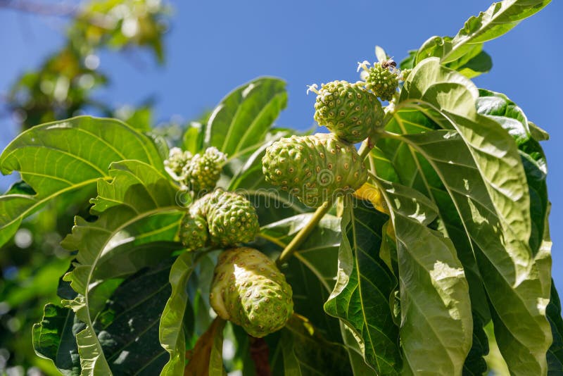 Noni Tree, Morinda Citrifolia. a Medicinal Fruit with Unique Properties