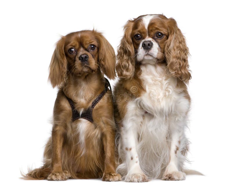 Two Cavalier King Charles Spaniels, 1 and 3 years old, sitting in front of white background. Two Cavalier King Charles Spaniels, 1 and 3 years old, sitting in front of white background