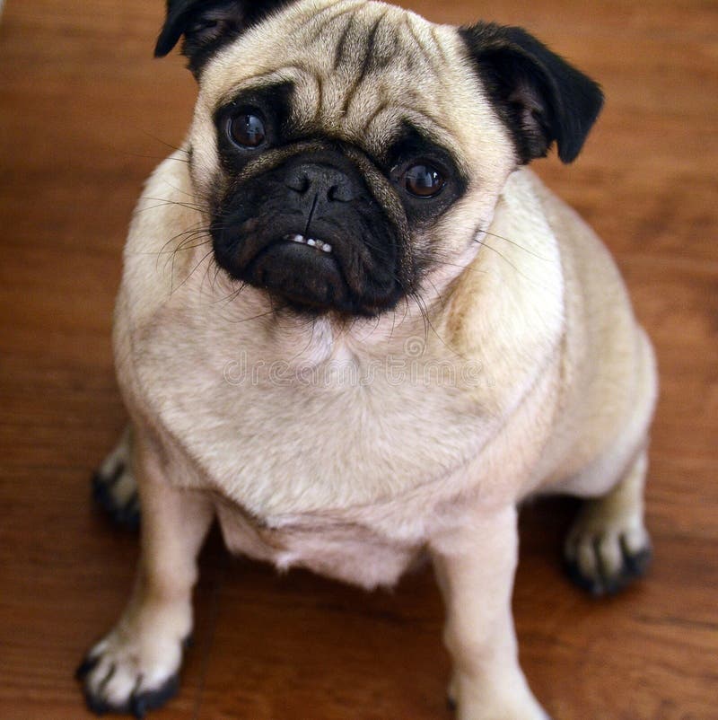 Noodle Pug Stock Photos Free & RoyaltyFree Stock Photos from Dreamstime