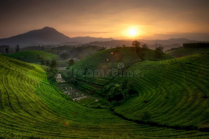 Noon from tea hill stock image. Image of agriculture 207397323