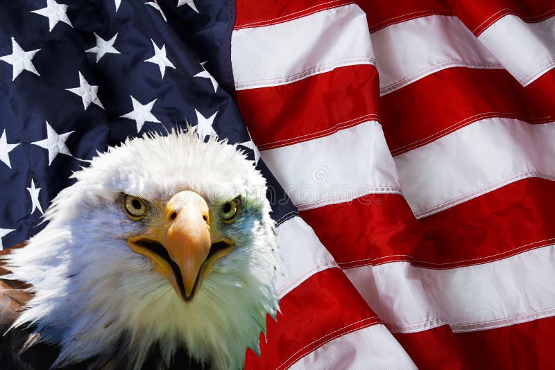 Noordamerikaans Kaal Eagle op Amerikaanse vlag royalty-vrije stock fotografie Noordamerikaans Kaal Eagle op Amerikaanse vlag royalty-vrije stock fotografie