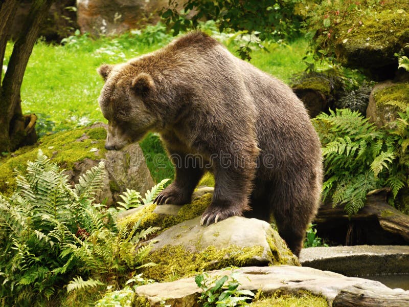 North American wild brown bear - Grizzly Bear, closeup. North American wild brown bear - Grizzly Bear, closeup