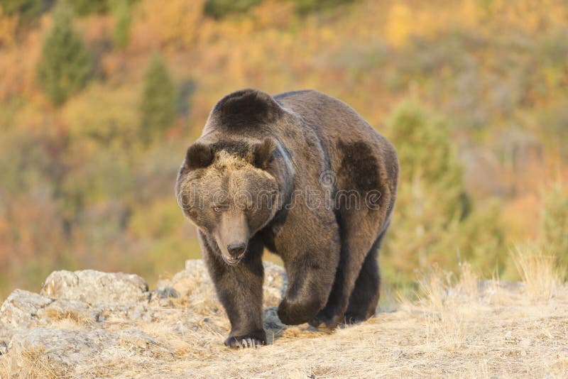 Adult Male North American Grizzly Bear at sunrise in Western USA. Adult Male North American Grizzly Bear at sunrise in Western USA