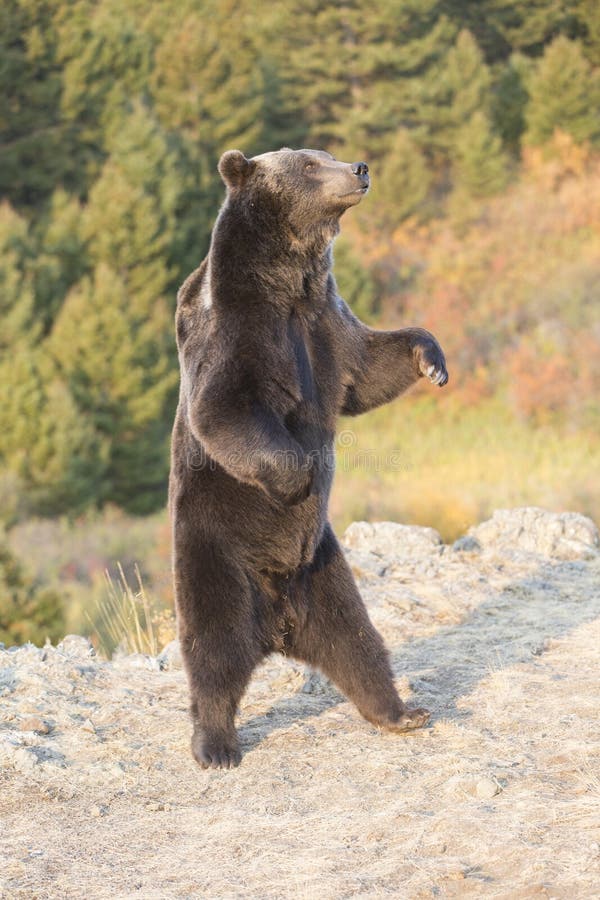 Adult Male North American Grizzly Bear at sunrise in Western USA. Adult Male North American Grizzly Bear at sunrise in Western USA