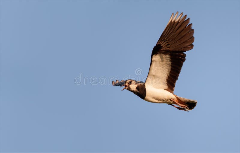 Noordelijke kievit tijdens de vlucht terwijl het schreeuwen in blauwe hemel royalty-vrije stock foto's Noordelijke kievit tijdens de vlucht terwijl het schreeuwen in blauwe hemel royalty-vrije stock foto's