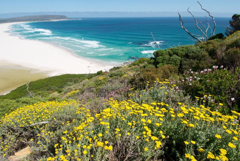 Noordhoek Spring Time