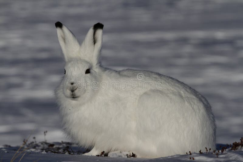 Noordpoolhazen die naar de camera op een sneeuwtoendra staren royalty-vrije stock fotografie Noordpoolhazen die naar de camera op een sneeuwtoendra staren royalty-vrije stock fotografie